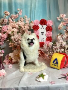 仙台ペット宿R with dogご宿泊頂きましわんちゃんのご紹介