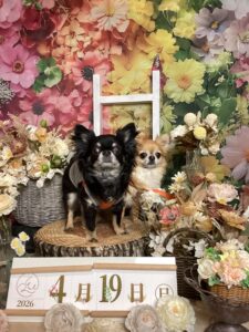 仙台ペット宿R with dogご宿泊頂きましわんちゃんのご紹介