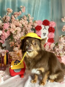 仙台ペット宿R with dogご宿泊頂きましたわんちゃんのご紹介