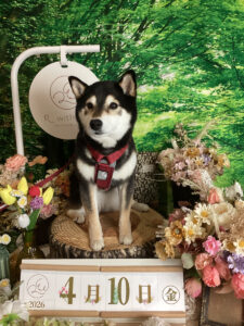 仙台ペット宿R with dogご宿泊頂きましわんちゃんのご紹介