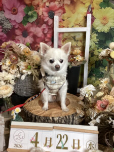 仙台ペット宿R with dogご宿泊頂きましたわんちゃんのご紹介