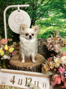 仙台ペット宿R with dogご宿泊頂きましたわんちゃんのご紹介