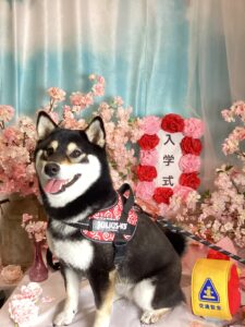 仙台ペット宿R with dogご宿泊頂きましたわんちゃんのご紹介