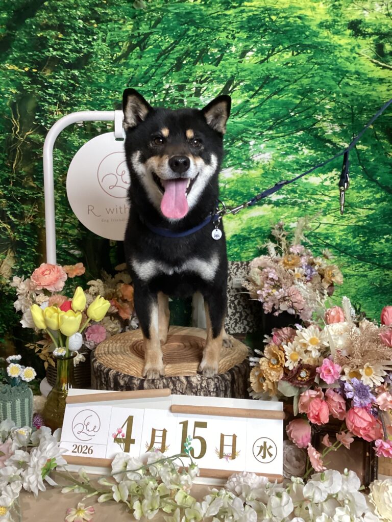 仙台ペット宿R with dogご宿泊頂きましわんちゃんのご紹介