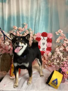 仙台ペット宿R with dogご宿泊頂きましわんちゃんのご紹介