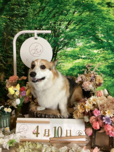 仙台ペット宿R with dogご宿泊頂きましわんちゃんのご紹介