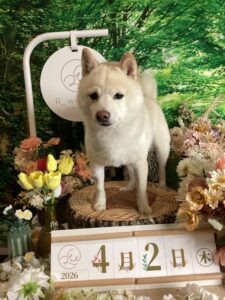 仙台ペット宿R with dogご宿泊頂きましたわんちゃんのご紹介