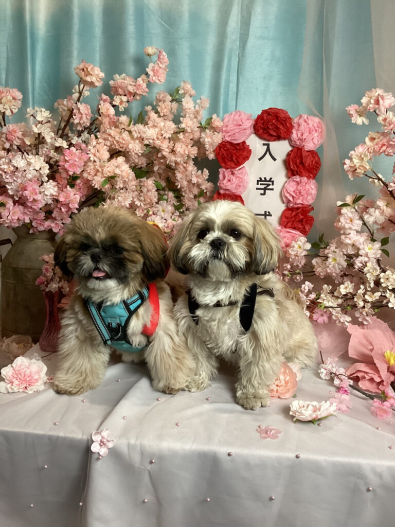 仙台ぺット宿R with dogご宿泊頂きましわんちゃんのご紹介