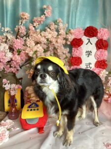 仙台ペット宿R with dogご宿泊頂きましたわんちゃんのご紹介