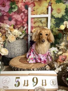 仙台ペット宿R with dogご宿泊頂きましわんちゃんのご紹介