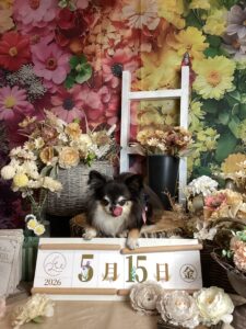 仙台ペット宿R with dogご宿泊頂きましたわんちゃんのご紹介