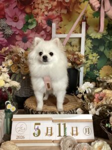 仙台ペット宿R with dogご宿泊頂きましたわんちゃんのご紹介