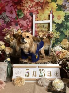 仙台ペット宿R with dogご宿泊頂きましたわんちゃんのご紹介