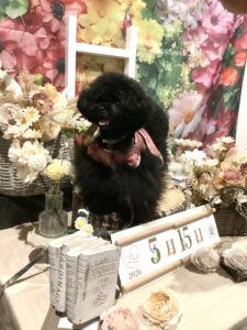 仙台ペット宿R with dogご宿泊頂きましわんちゃんのご紹介