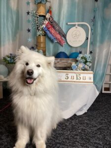 仙台ペット宿R with dogご宿泊頂きましわんちゃんのご紹介