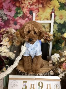 仙台ペット宿R with dogご宿泊頂きましわんちゃんのご紹介