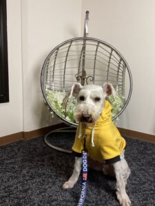 仙台ペット宿R with dogご宿泊頂きましわんちゃんのご紹介