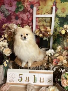 仙台ペット宿R with dogご宿泊頂きましたわんちゃんのご紹介