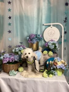 仙台ペット宿R with dogご宿泊頂きましたわんちゃんのご紹介