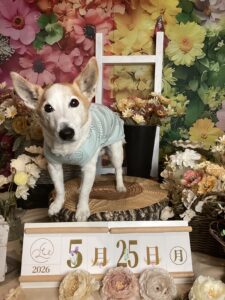仙台ペット宿R with dogご宿泊頂きましたわんちゃんのご紹介