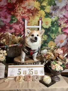 仙台ペット宿R with dogご宿泊頂きましたわんちゃんのご紹介