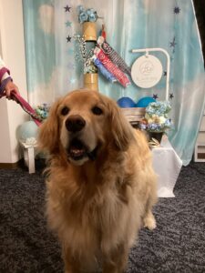 仙台ペット宿R with dogご宿泊頂きましわんちゃんのご紹介