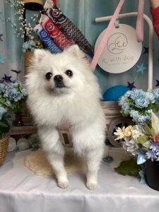 仙台ペット宿R with dogご宿泊頂きましたわんちゃんのご紹介