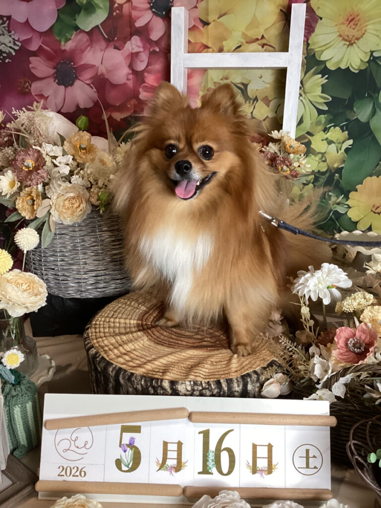 仙台ペット宿R with dogご宿泊頂きましわんちゃんのご紹介