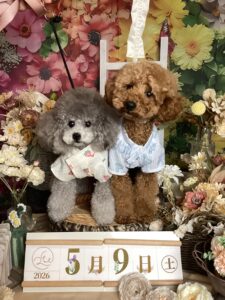 仙台ペット宿R with dogご宿泊頂きましわんちゃんのご紹介
