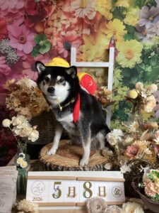 仙台ペット宿R with dogご宿泊頂きましわんちゃんのご紹介