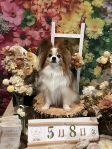 仙台ペット宿R with dogご宿泊頂きましたわんちゃんのご紹介