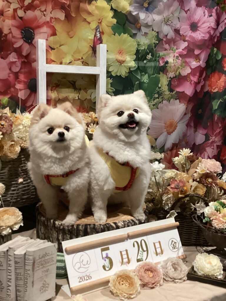 仙台ペット宿R with dogご宿泊頂きましたわんちゃんのご紹介