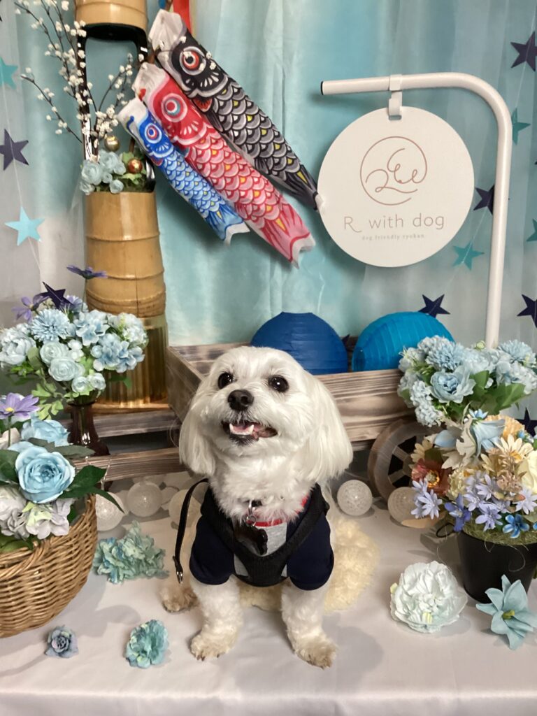 仙台ペット宿R with dogご宿泊頂きましわんちゃんのご紹介