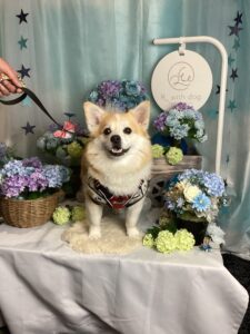 仙台ペット宿R with dogご宿泊頂きましたわんちゃんのご紹介