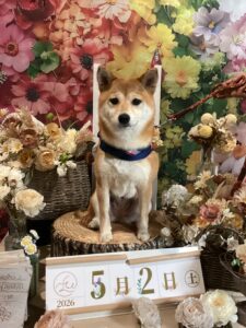 仙台ペット宿R with dogご宿泊頂きましわんちゃんのご紹介