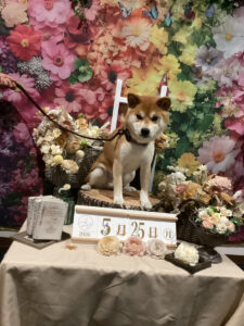 仙台ペット宿R with dogご宿泊頂きましたわんちゃんのご紹介
