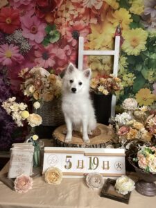 仙台ペット宿R with dogご宿泊頂きましたわんちゃんのご紹介