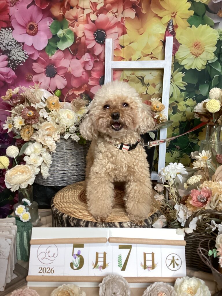 仙台ペット宿R with dogご宿泊頂きましわんちゃんのご紹介