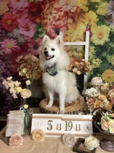 仙台ペット宿R with dogご宿泊頂きましわんちゃんのご紹介