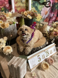 仙台ペット宿R with dogご宿泊頂きましたわんちゃんのご紹介