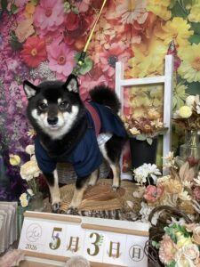 仙台ペット宿R with dogご宿泊頂きましわんちゃんのご紹介