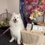 仙台ペット宿R with dogご宿泊頂きましわんちゃんのご紹介