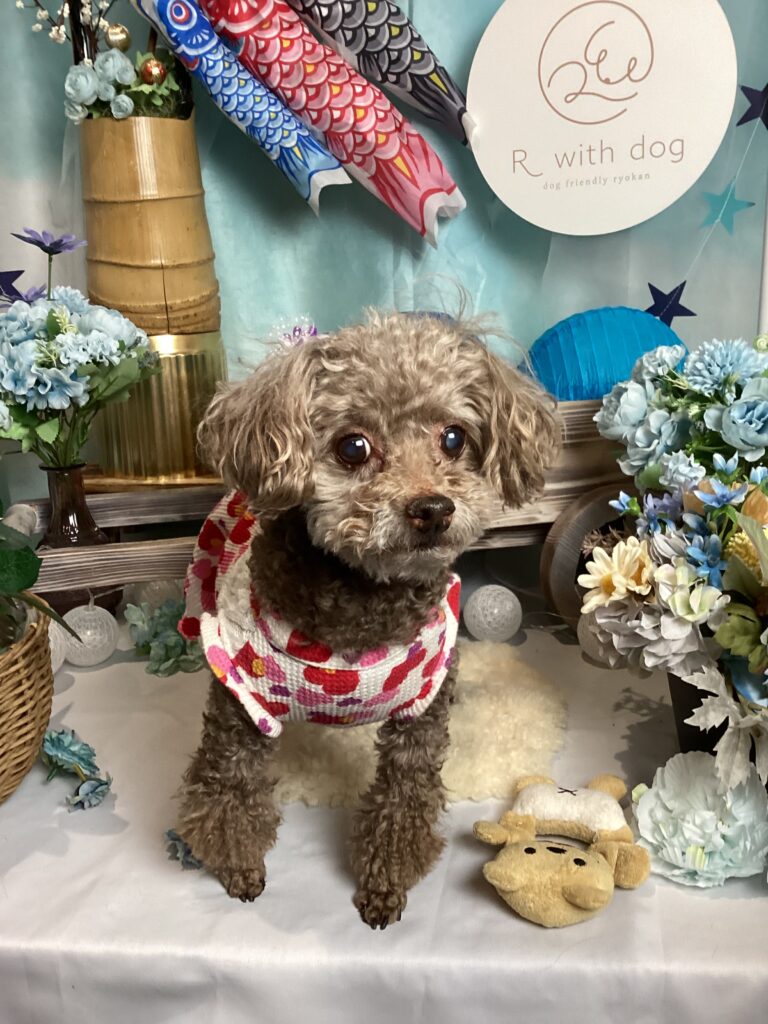 仙台ペット宿R with dogご宿泊頂きましたわんちゃんのご紹介