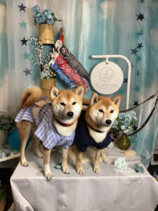 仙台ペット宿R with dogご宿泊頂きましたわんちゃんのご紹介