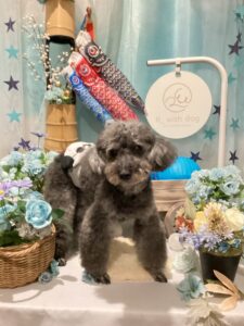 仙台ペット宿R with dogご宿泊頂きましわんちゃんのご紹介