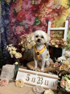 仙台ペット宿R with dogご宿泊頂きましたわんちゃんのご紹介