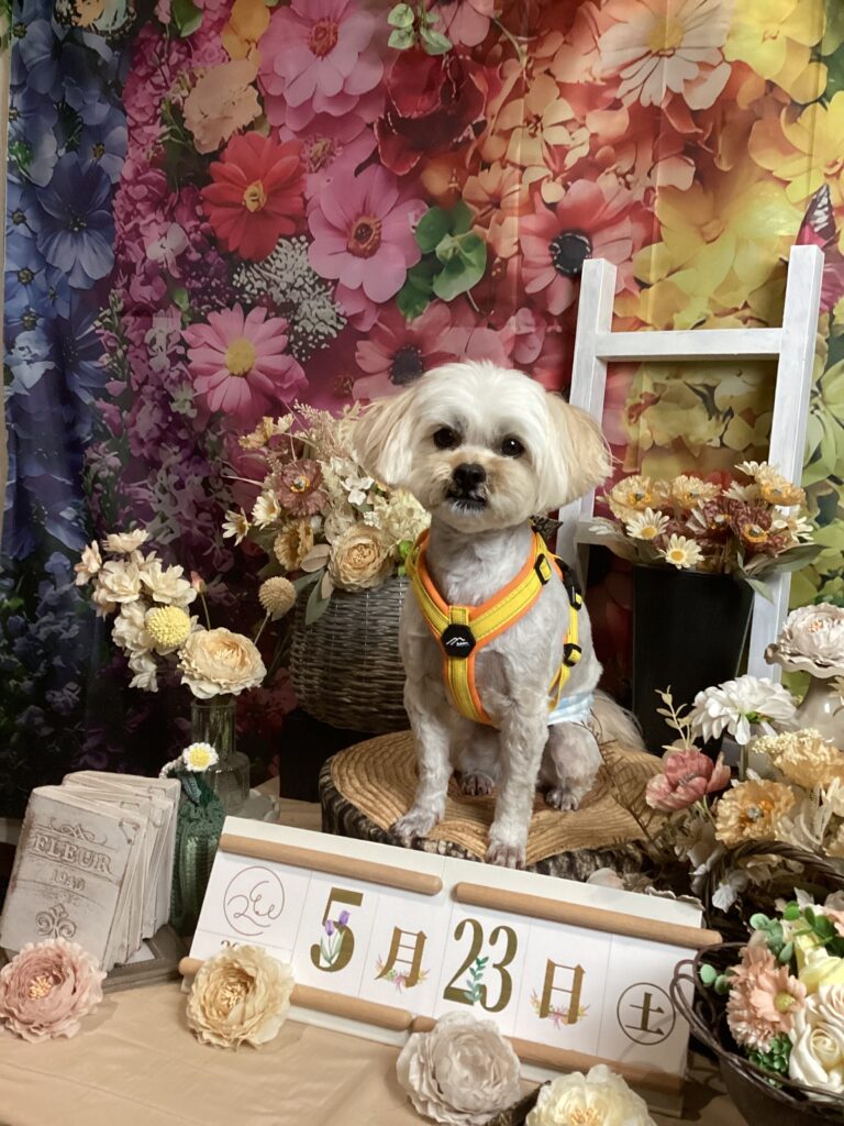 仙台ペット宿R with dogご宿泊頂きましたわんちゃんのご紹介