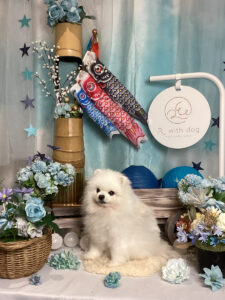 仙台ペット宿R with dogご宿泊頂きましたわんちゃんのご紹介