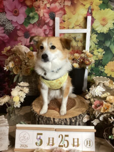 仙台ペット宿R with dogご宿泊頂きましたわんちゃんのご紹介