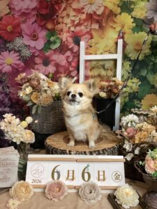 仙台ペット宿R with dogご宿泊頂きましたわんちゃんのご紹介